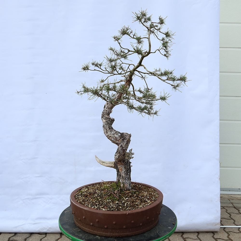 Pinus sylvestris Spanyolország – erdei fenyő