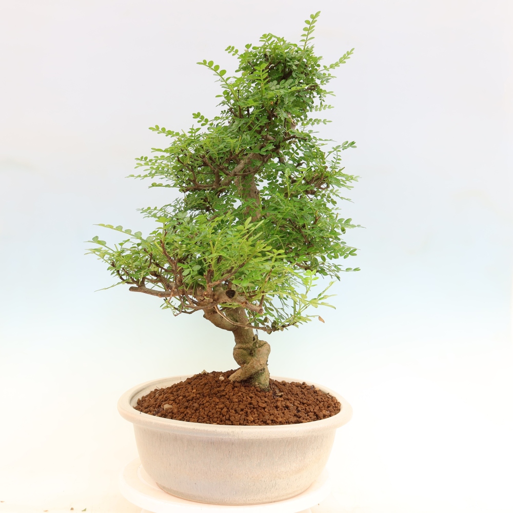 Szobai bonsai - Zantoxylum piperitum - borsfa
