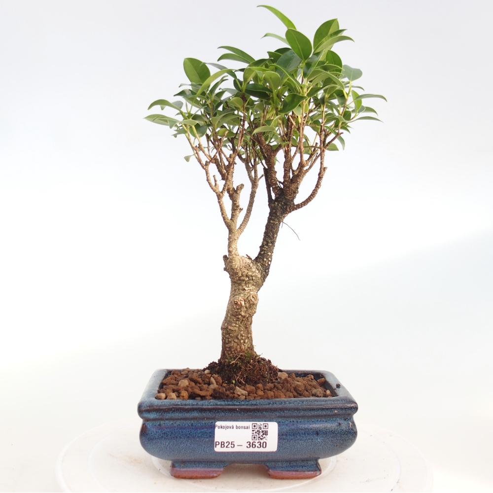 Szobai bonsai - Ficus retusa - kislevelű fikusz