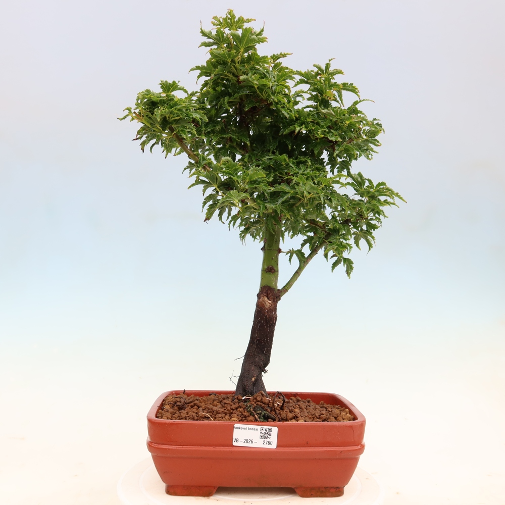 Kültéri bonsai -Javor pálma Acer palmatum Shishigashira