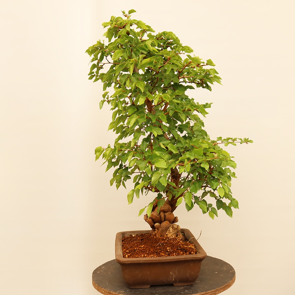 Kültéri bonsai -Carpinus Coreana - Koreai gyertyánfa