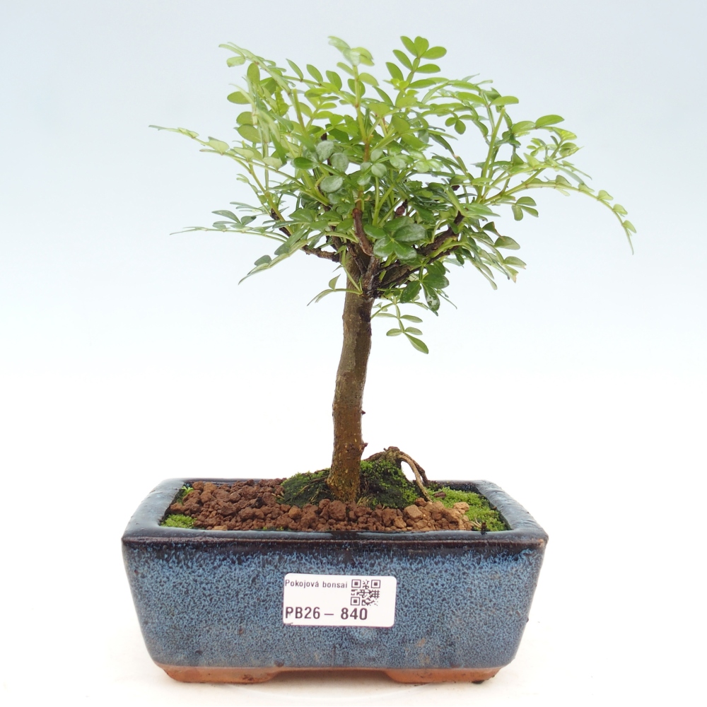Szobai bonsai - Zantoxylum piperitum - borsfa