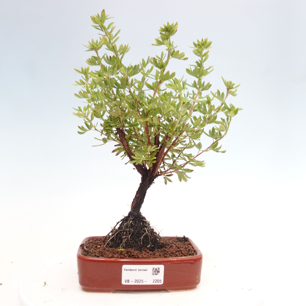 Kültéri bonsai - Potentila fruticosa sárga Bird