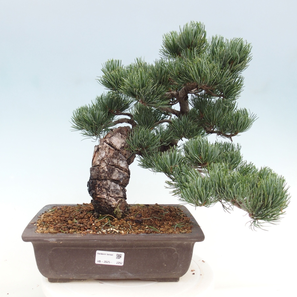 Kültéri bonsai - Pinus parviflora - Pinus parviflora
