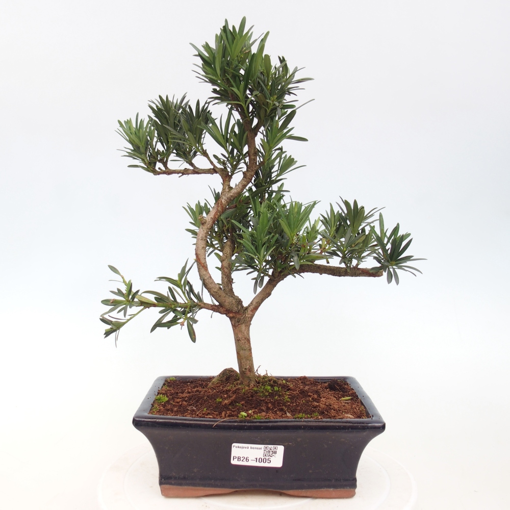 Szobai bonsai - Podocarpus - Kőtiszafa