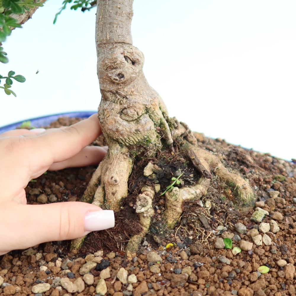 Szobai bonsai - Zantoxylum piperitum - borsfa