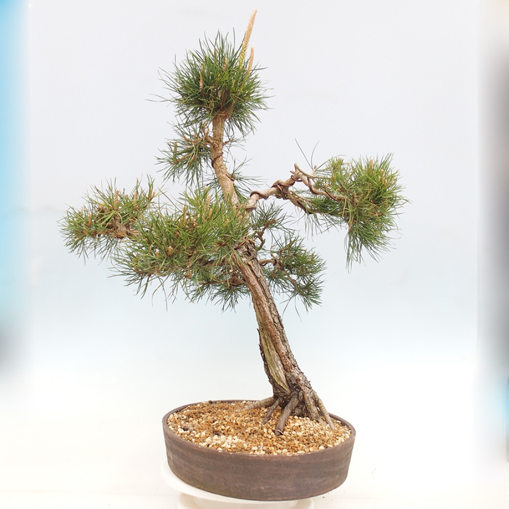 Kültéri bonsai - Pinus thunbergii - Thunberg fenyő