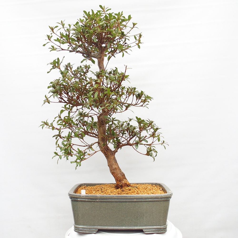 Kültéri bonsai - Japán azálea - Azalea Koki