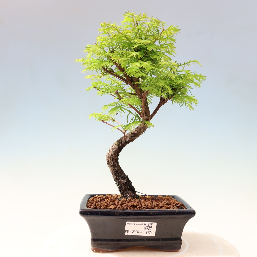 Kültéri bonsai - Metasequoia glyptostroboides - Kínai metasequoia