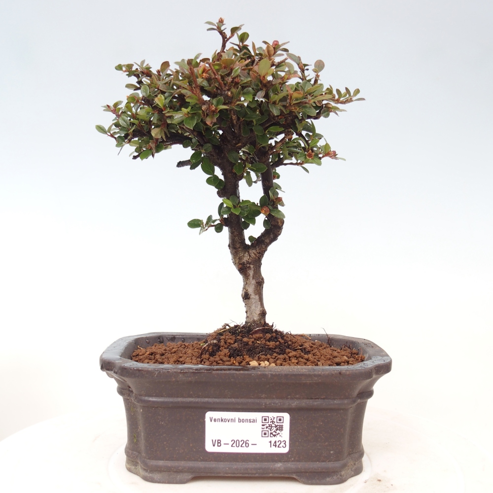 Kültéri bonsai - Cotoneaster horizontalis - Rocky Mountain