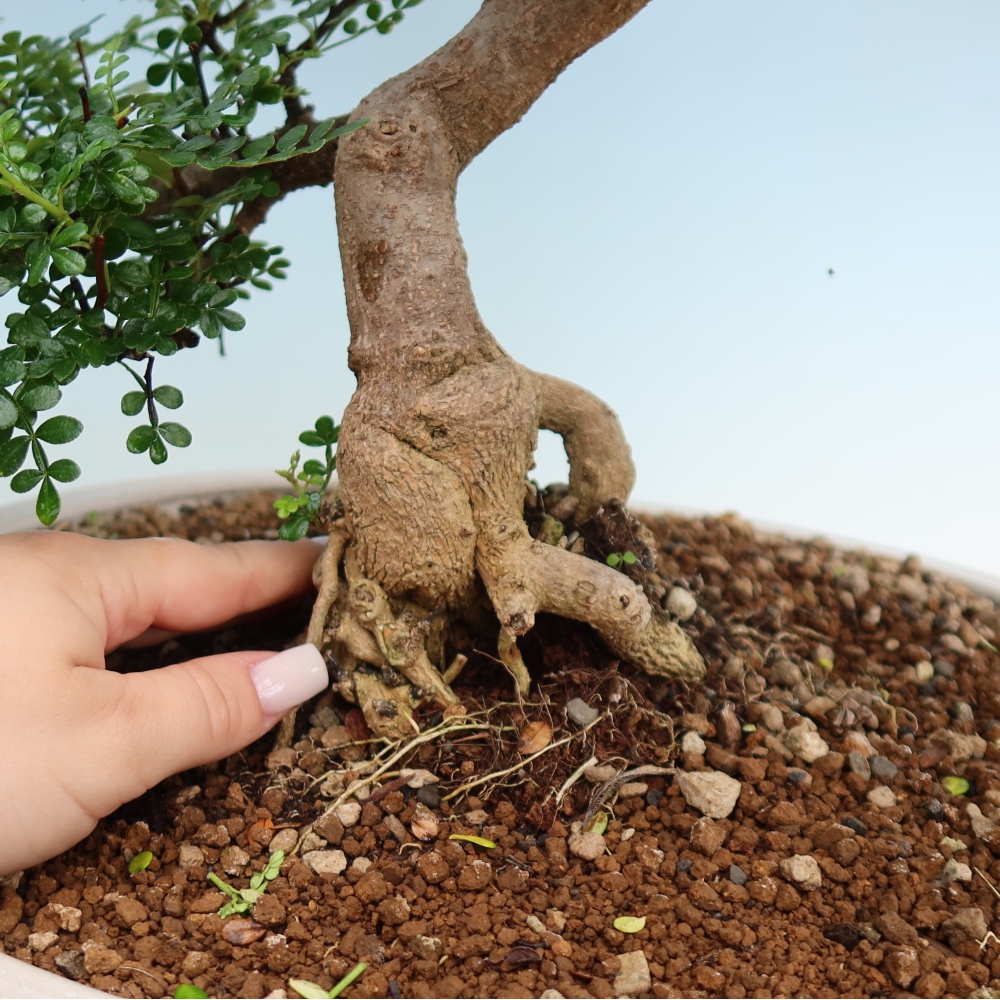 Szobai bonsai - Zantoxylum piperitum - borsfa