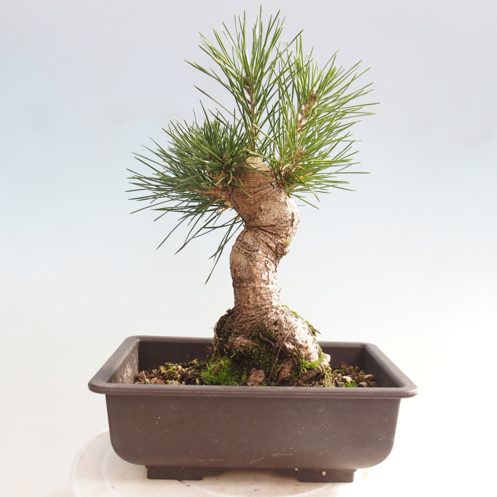 Kültéri bonsai - Pinus thunbergii - Thunberg fenyő