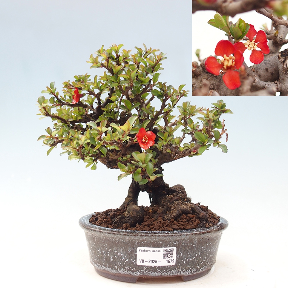 Kültéri bonsai - Chaneomeles speciosa - birs