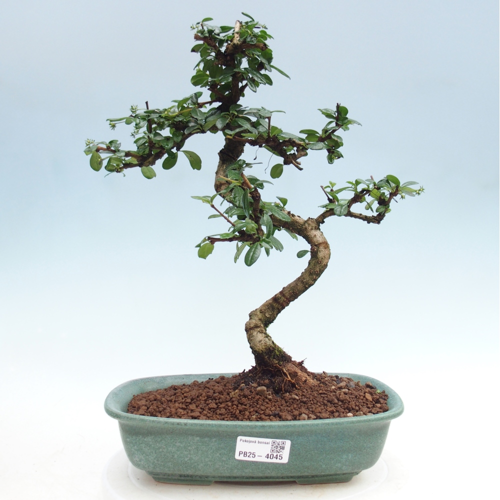 Szobai bonsai - Carmona macrophylla - Tea fuki