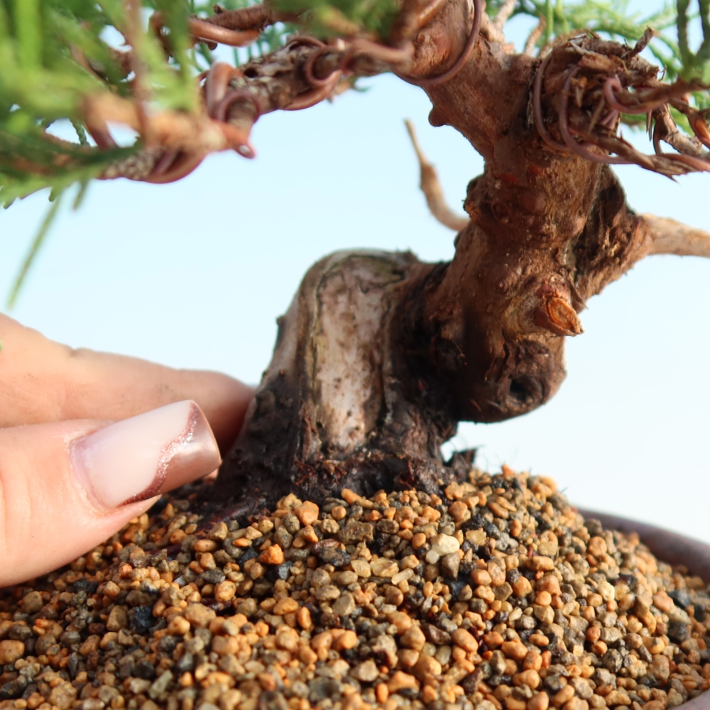 Kültéri bonsai - Juniperus chinensis Itoigawa