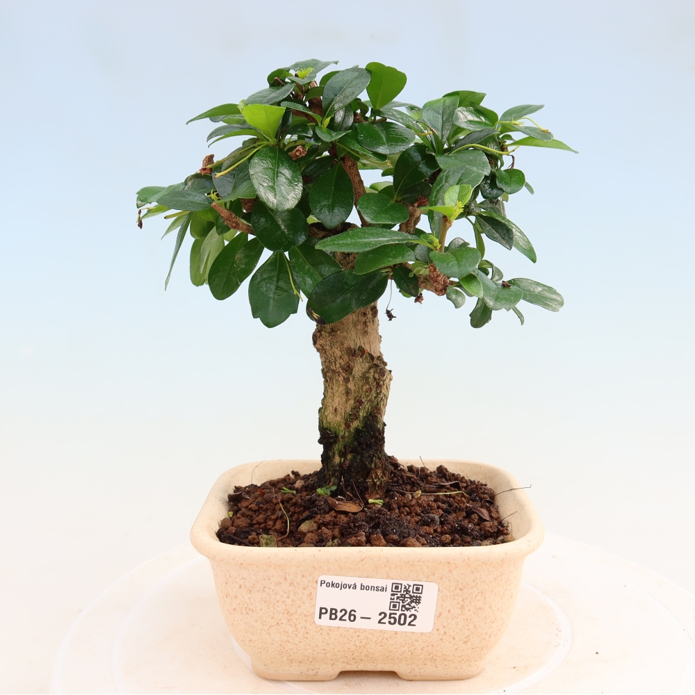 Szobai bonsai - Carmona macrophylla - Tea fuki
