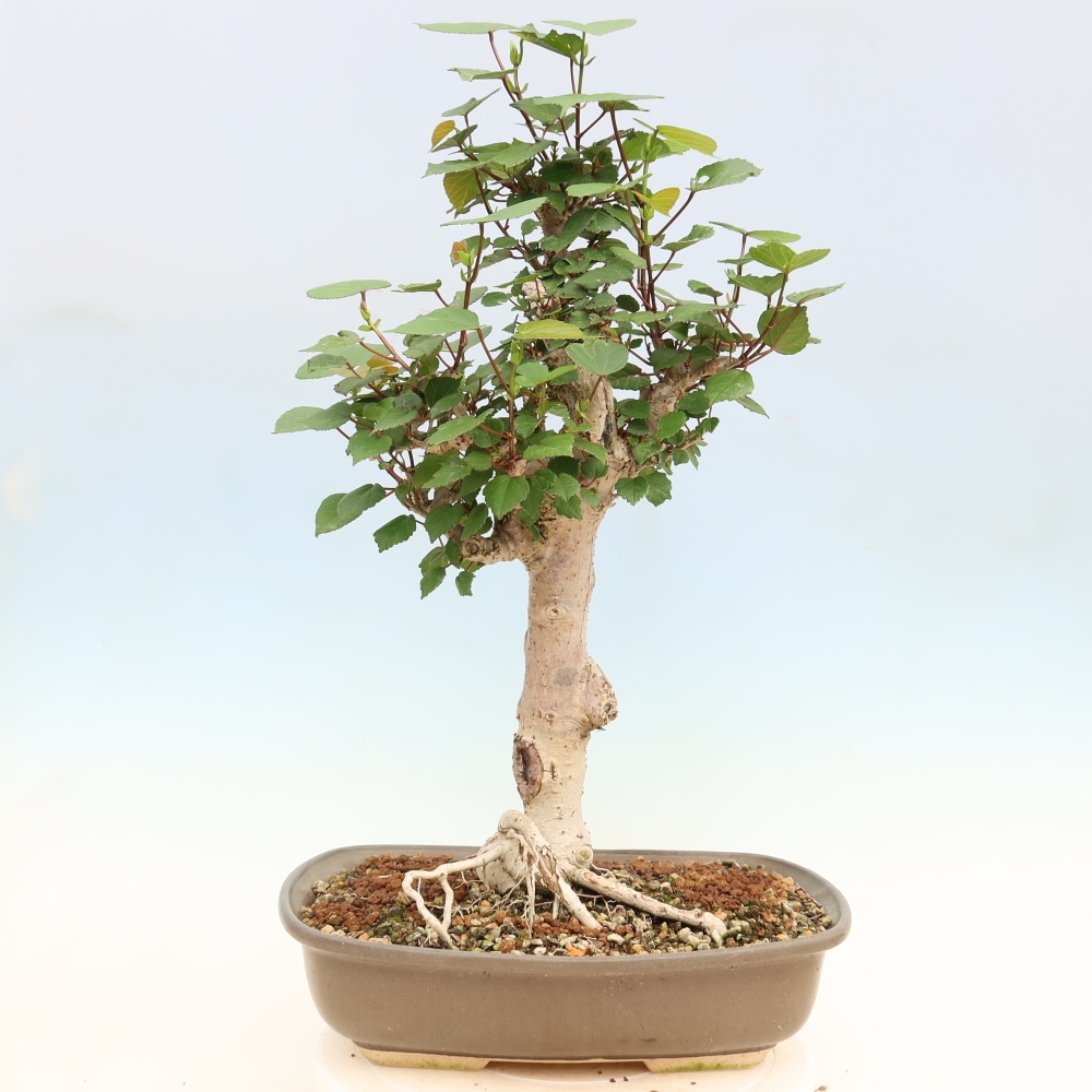 Beltéri bonsai - Hibiscus tiliaceus - tengeri hibiszkusz