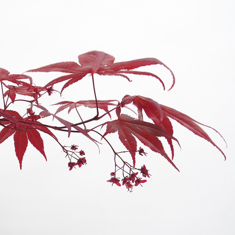 Kültéri bonsai - Acer pálma. Atropurpureum-Javor palmate