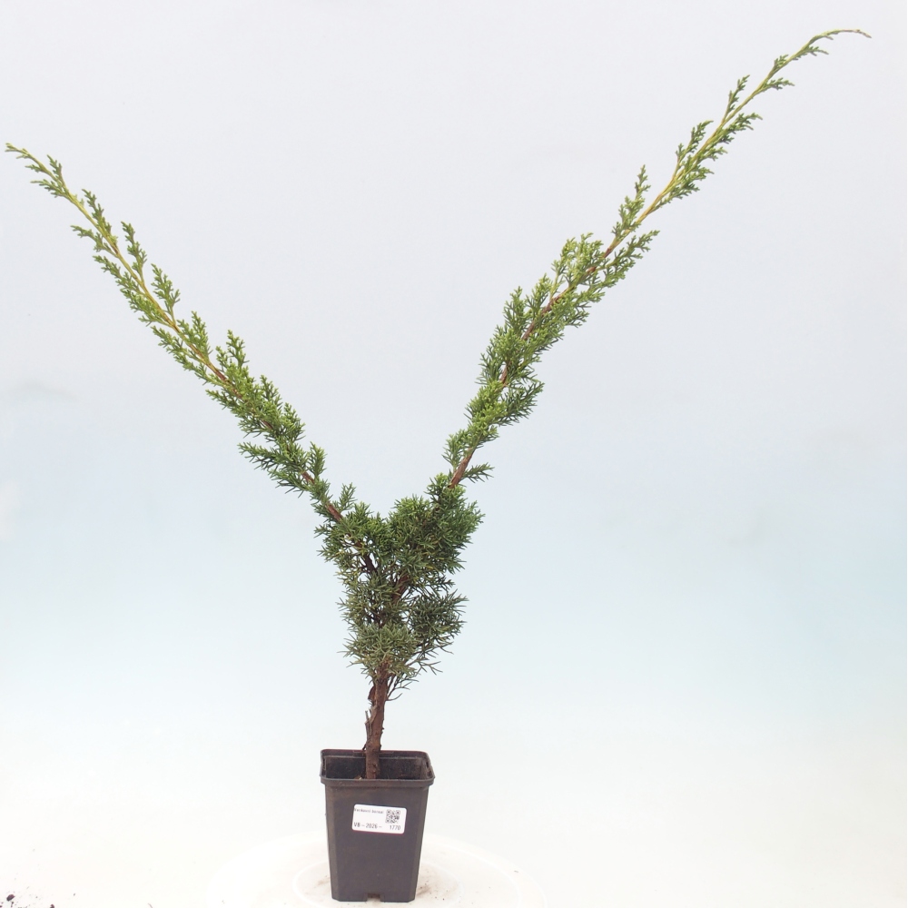 Kültéri bonsai - Juniperus chinensis Kishu