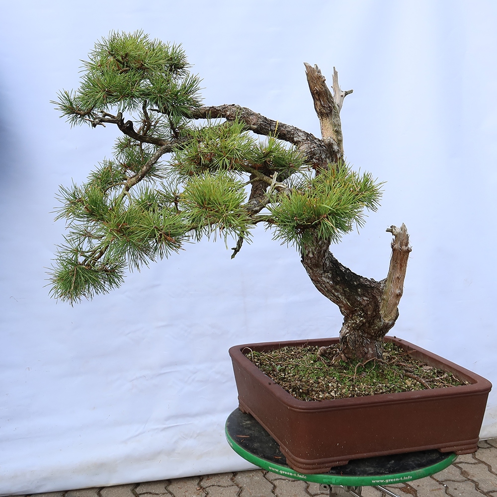 Pinus sylvestris Spanyolország – erdei fenyő