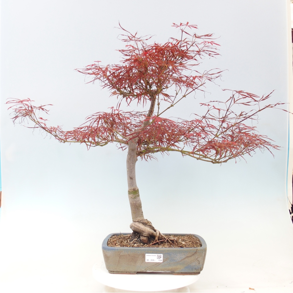Kültéri bonsai - Acer palmatum RED PYGMY