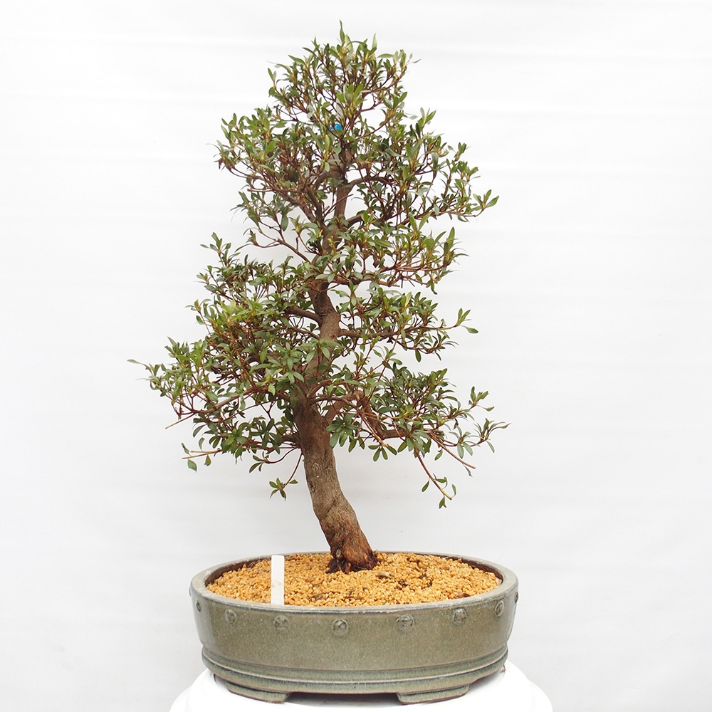 Kültéri bonsai - japán azálea - Azálea CHIHIRO