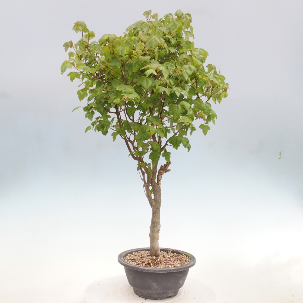 Kültéri bonsai - Acer Buergerianum - Burger juhar