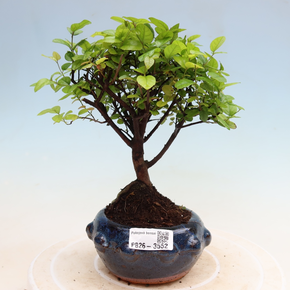 Szobai bonsai - Sageretia thea - Sageretia thea