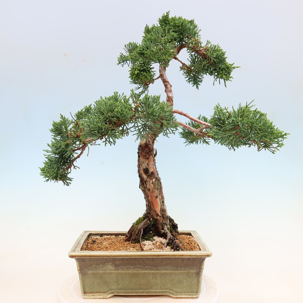 Kültéri bonsai - Juniperus chinensis Kishu
