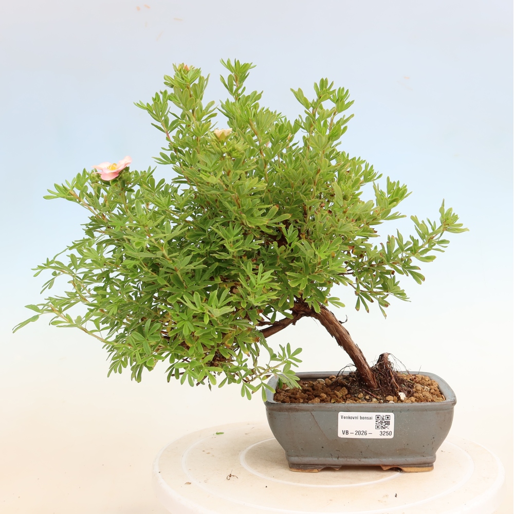 Kültéri bonsai – Cserjés potentilla – Potentilla fruticosa Bellissima