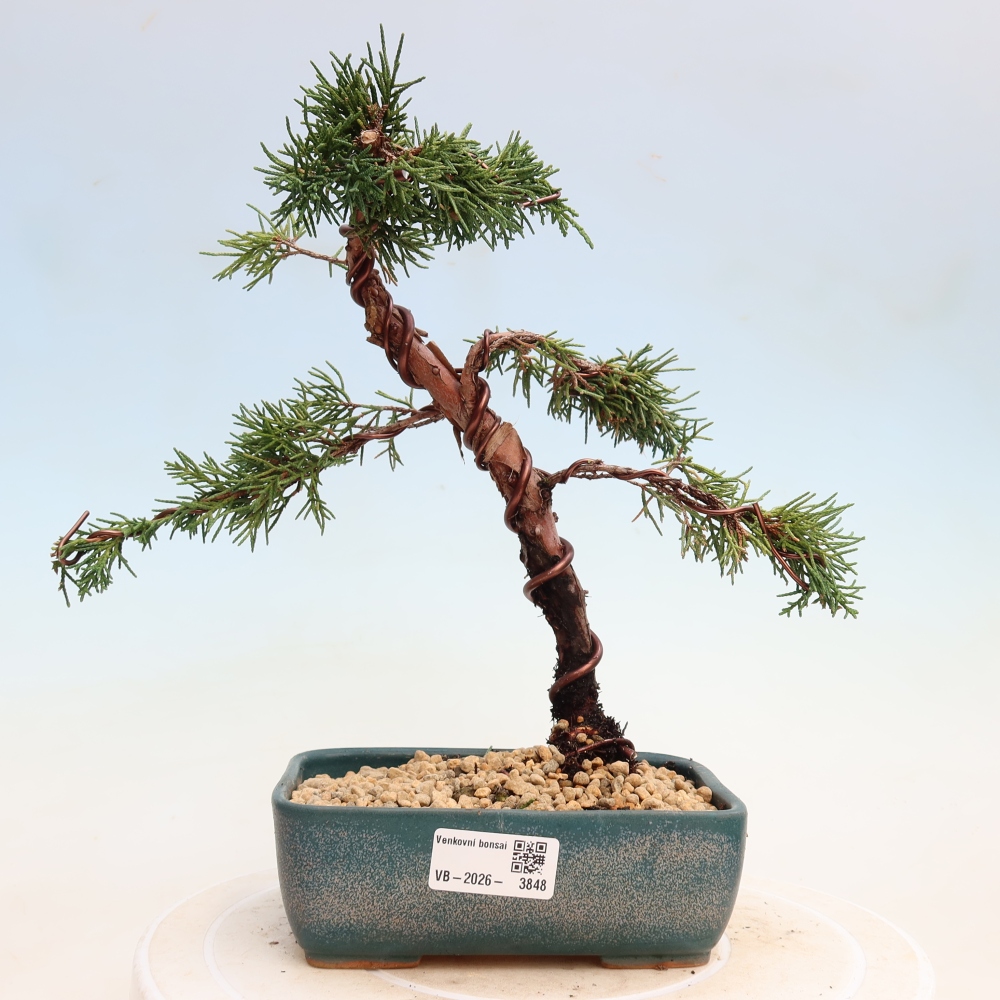 Kültéri bonsai - Juniperus chinensis Kishu