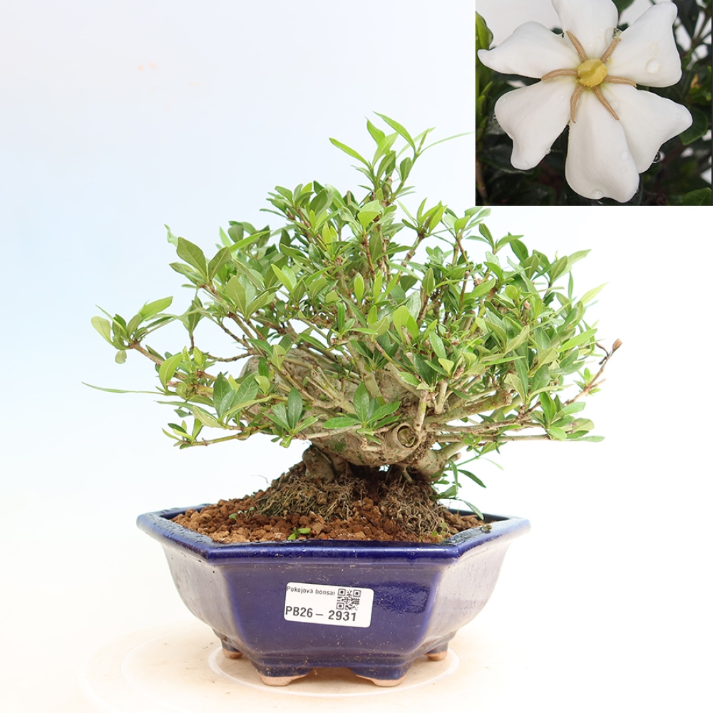 Szobai bonsai - Gardenia jasminoides-Gardenia