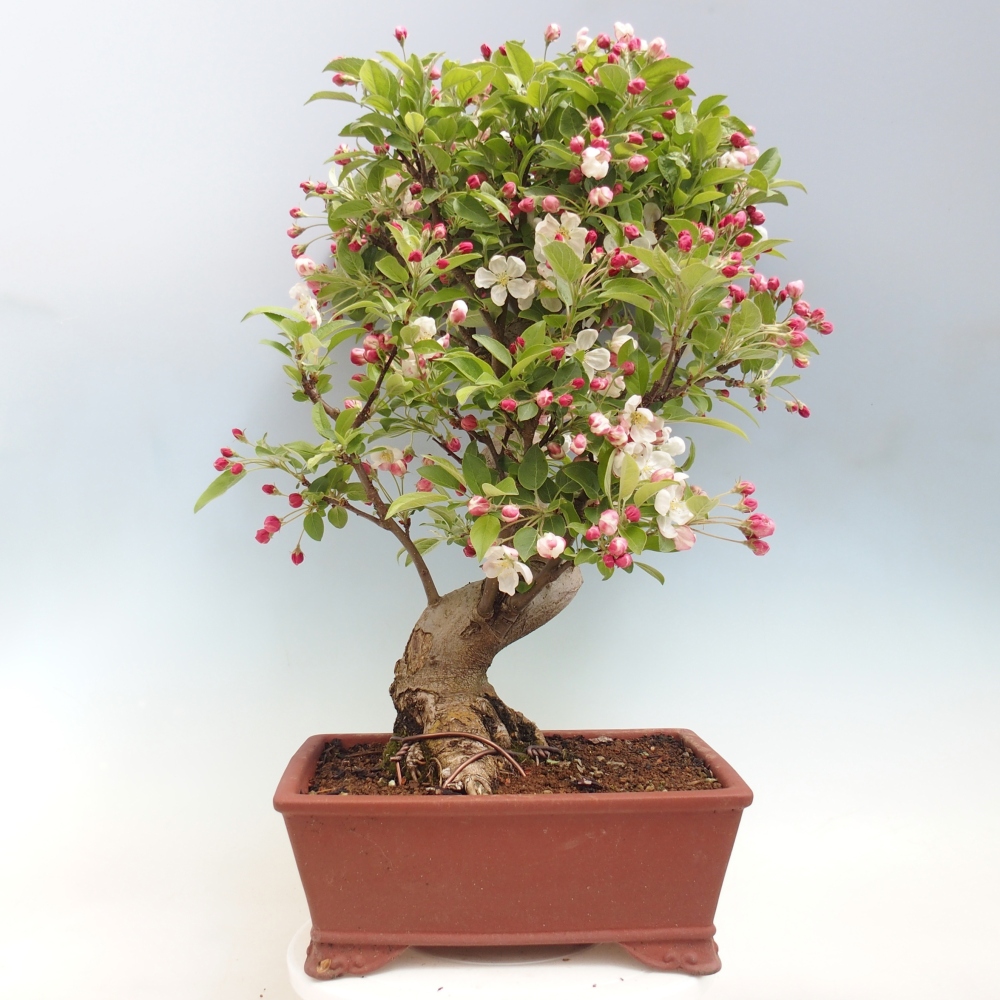 Kültéri bonsai -Malus halliana - Kis gyümölcsű almafa