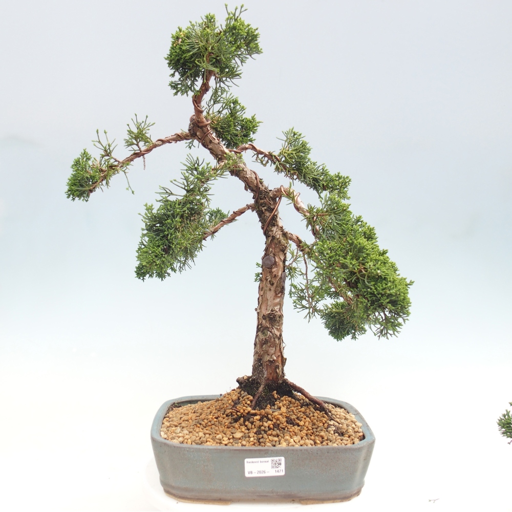 Kültéri bonsai - Juniperus chinensis Kishu