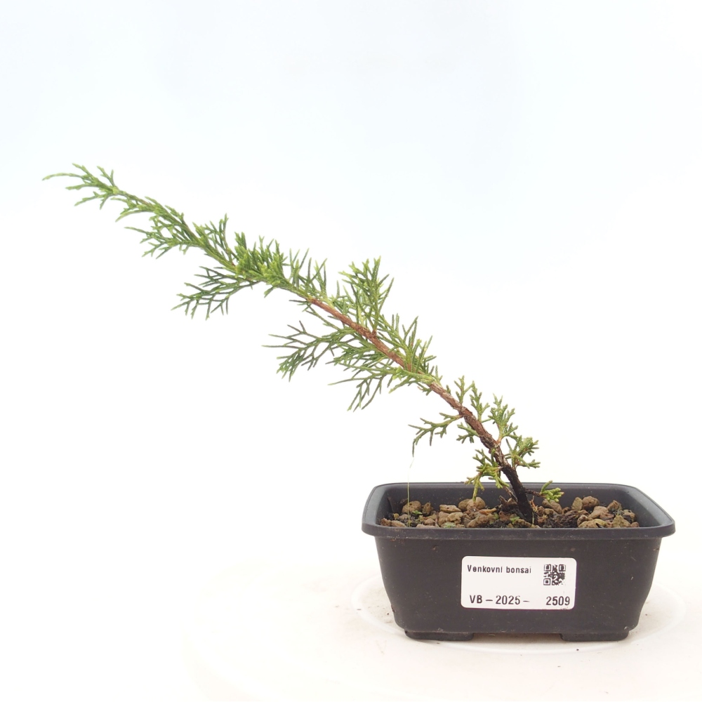 Kültéri bonsai - Juniperus chinensis Itoigawa