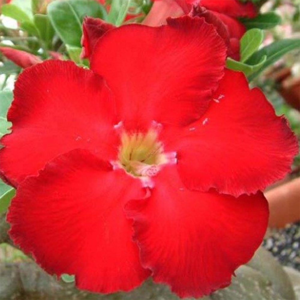 Szobabonsai – Adenium obesum Red Star – Sivatagi rózsa