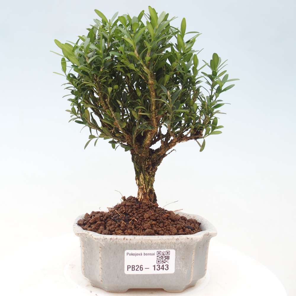 Szobai bonsai - Buxus harlandii - parafa buxus
