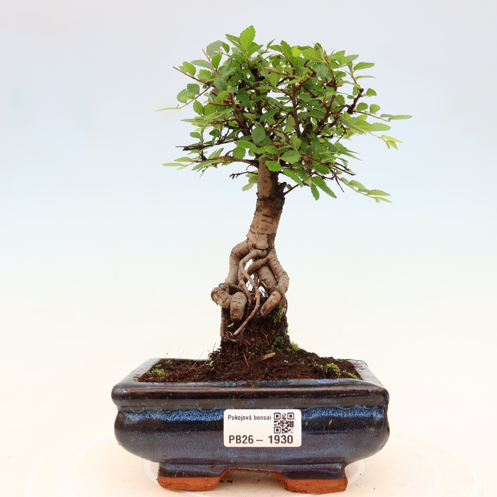 Szobai bonsai - Ulmus parvifolia - Kislevelű szilfa