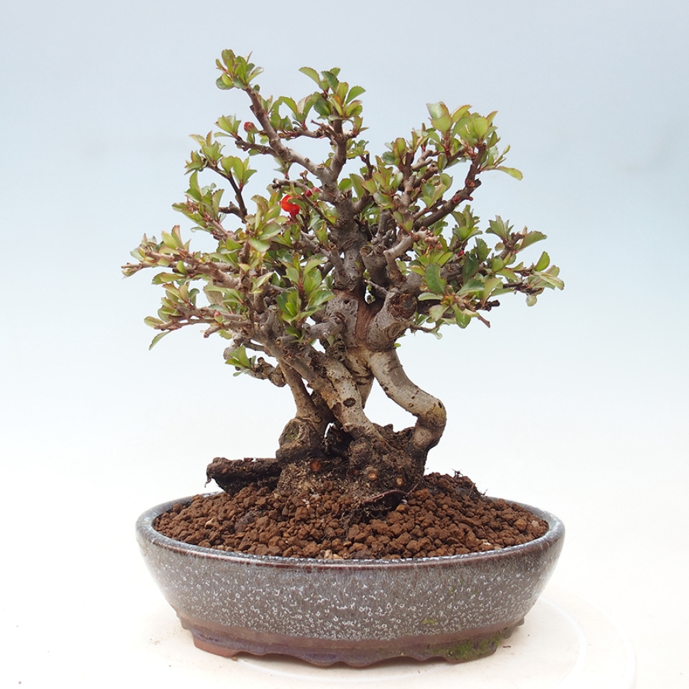 Kültéri bonsai - Chaneomeles speciosa - birs