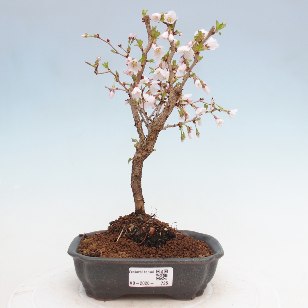 Kültéri bonsai - Prunus incisa Kojou-no mai-Plivon kivágva