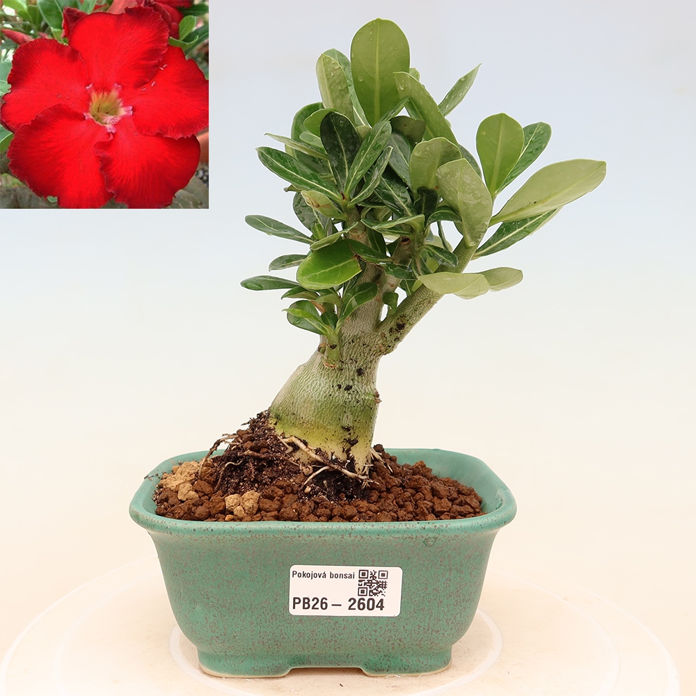Szobabonsai – Adenium obesum Red Star – Sivatagi rózsa