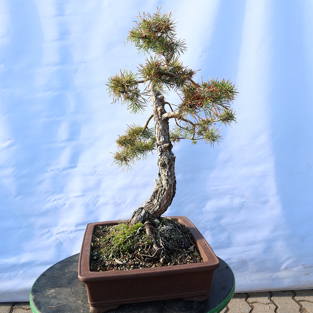Pinus sylvestris Spanyolország – erdei fenyő