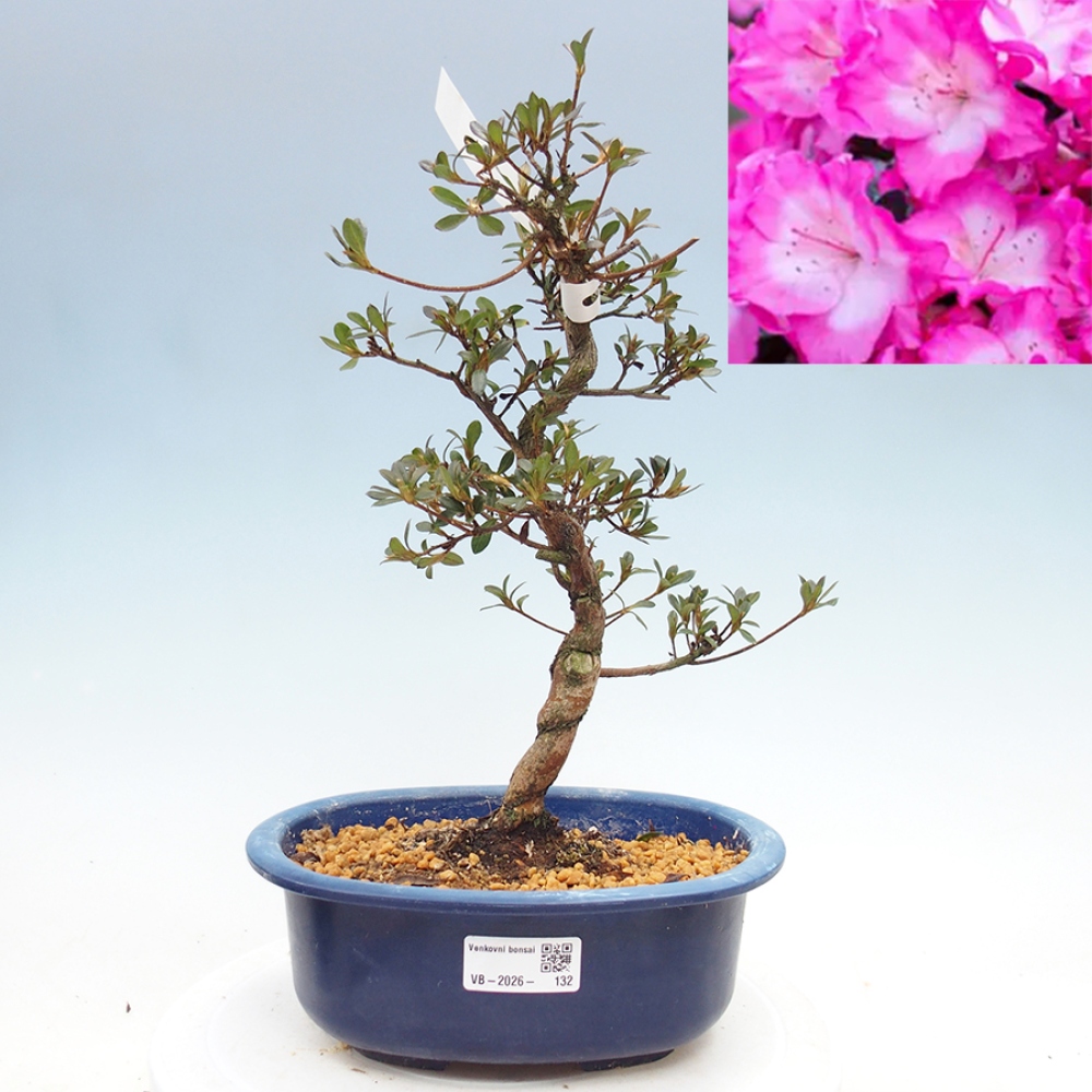 Kültéri bonsai - Japán azálea - Azalea Mio