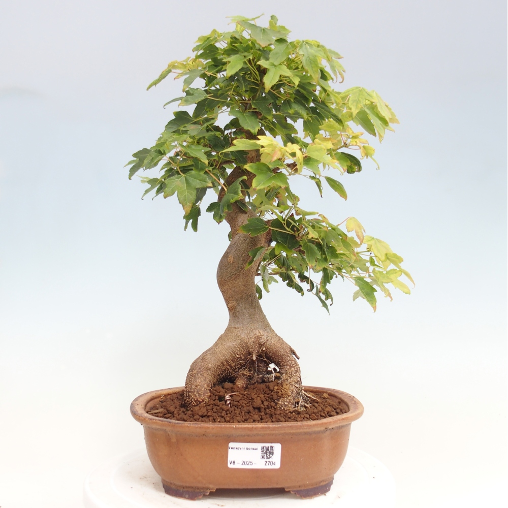 Kültéri bonsai - Acer Buergerianum - Burger juhar