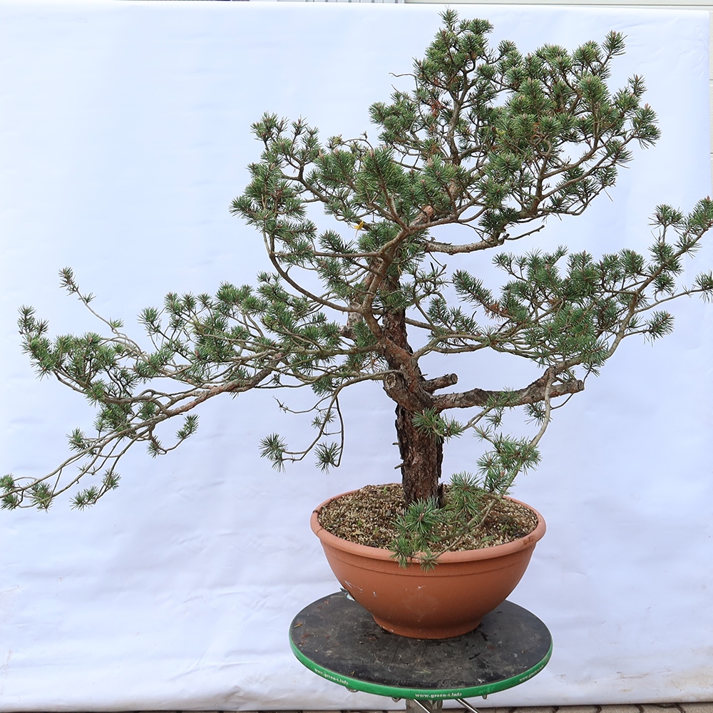 Pinus sylvestris Spanyolország – erdei fenyő