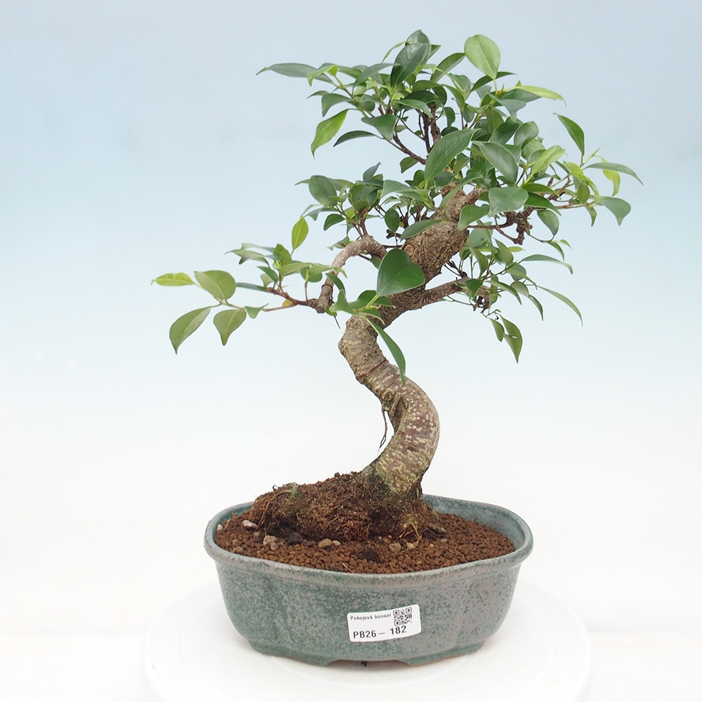 Szobai bonsai - Ficus retusa - kislevelű fikusz