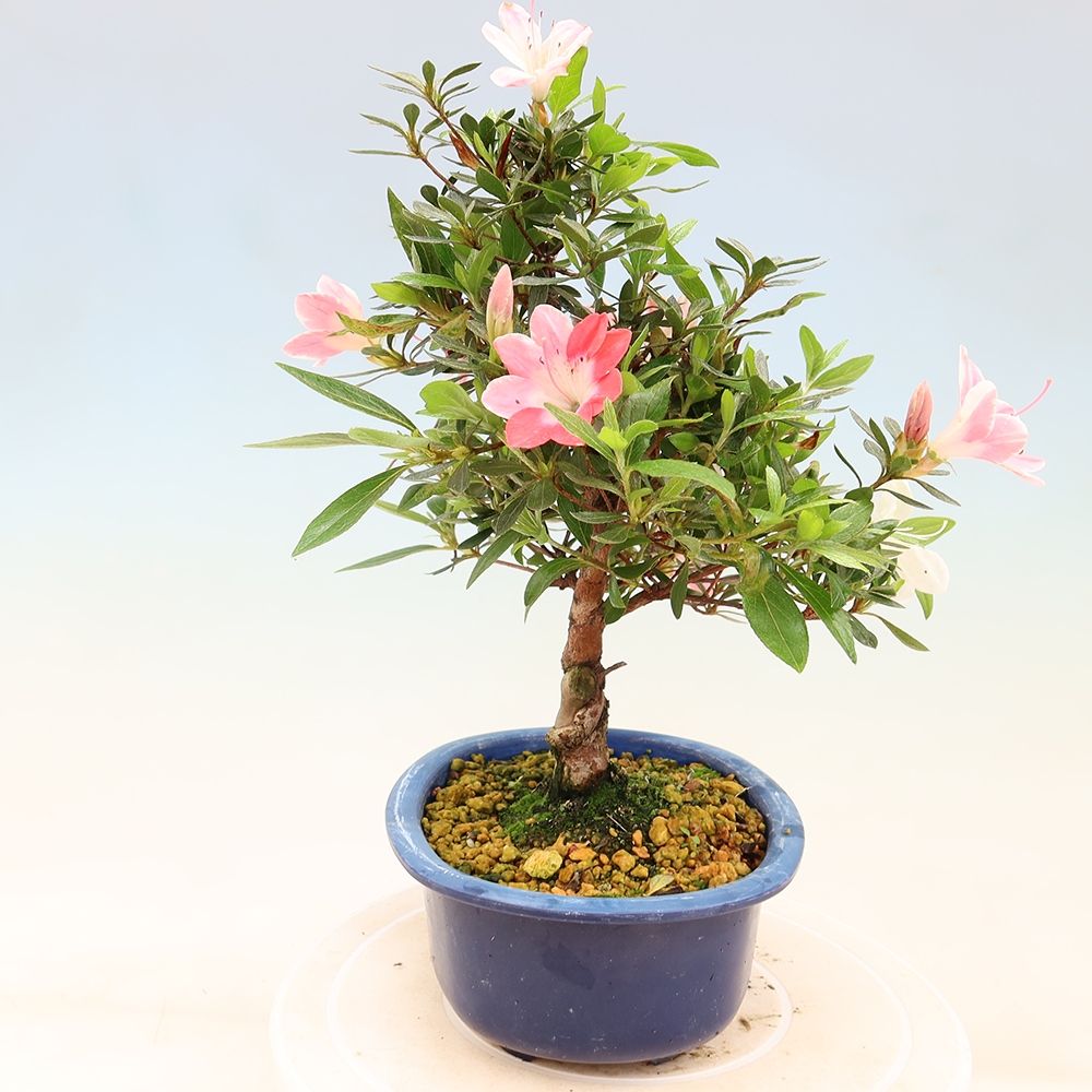 Kültéri bonsai - Japán azálea - Azalea Senhime