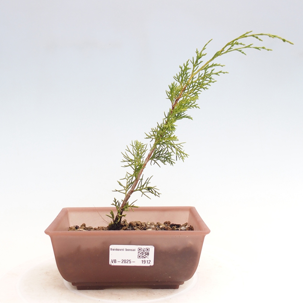 Kültéri bonsai - Juniperus chinensis Itoigawa
