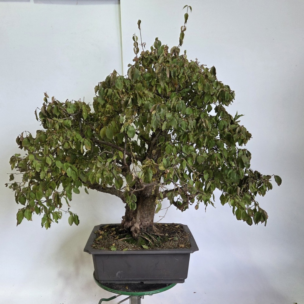 Kültéri bonsai kutyafa - Cornus Mas