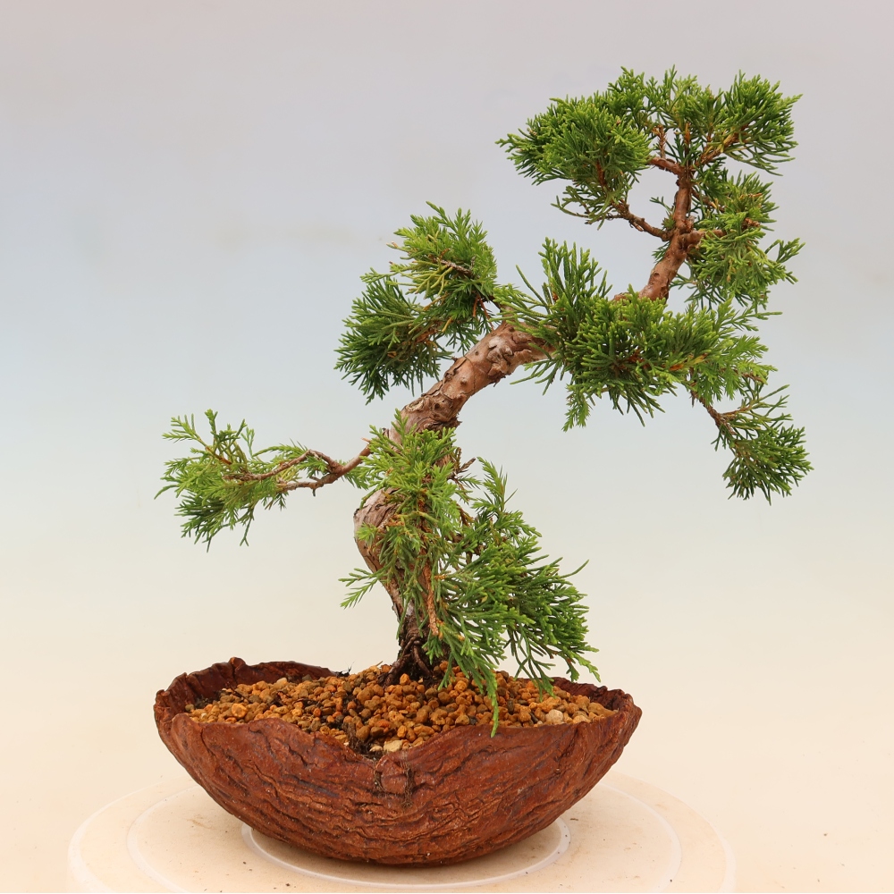 Kültéri bonsai - Juniperus chinensis Itoigawa